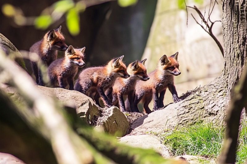 Facts About Foxes featured image